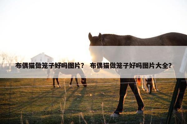 布偶猫做笼子好吗图片？ 布偶猫做笼子好吗图片大全？