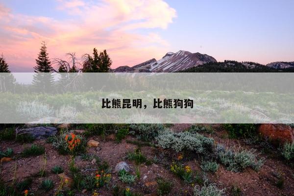 比熊昆明，比熊狗狗