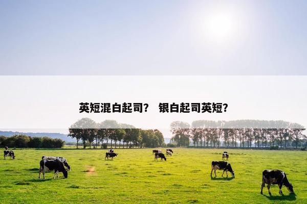 英短混白起司？ 银白起司英短？