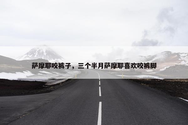 萨摩耶咬裤子，三个半月萨摩耶喜欢咬裤脚