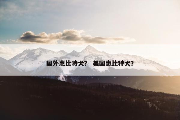 国外惠比特犬？ 美国惠比特犬？