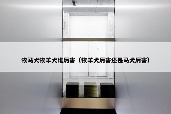 牧马犬牧羊犬谁厉害（牧羊犬厉害还是马犬厉害）