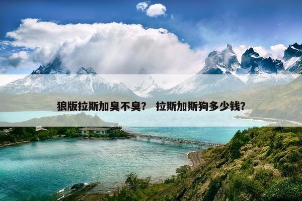 狼版拉斯加臭不臭？ 拉斯加斯狗多少钱？