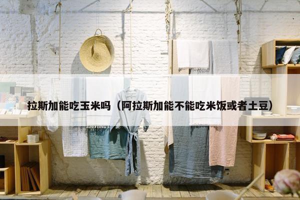 拉斯加能吃玉米吗（阿拉斯加能不能吃米饭或者土豆）