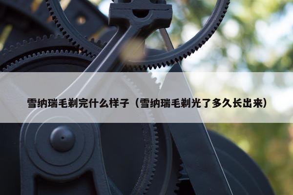 雪纳瑞毛剃完什么样子（雪纳瑞毛剃光了多久长出来）