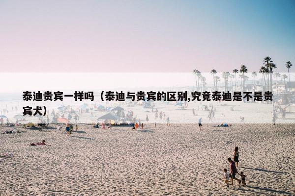 泰迪贵宾一样吗（泰迪与贵宾的区别,究竟泰迪是不是贵宾犬）