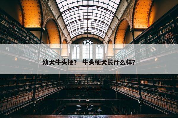 幼犬牛头梗? 牛头梗犬长什么样? 幼犬牛头梗? 牛头梗犬长什么样?