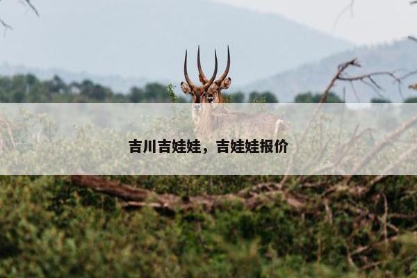 吉川吉娃娃，吉娃娃报价