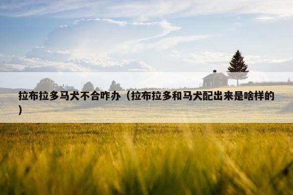 拉布拉多马犬不合咋办（拉布拉多和马犬配出来是啥样的）