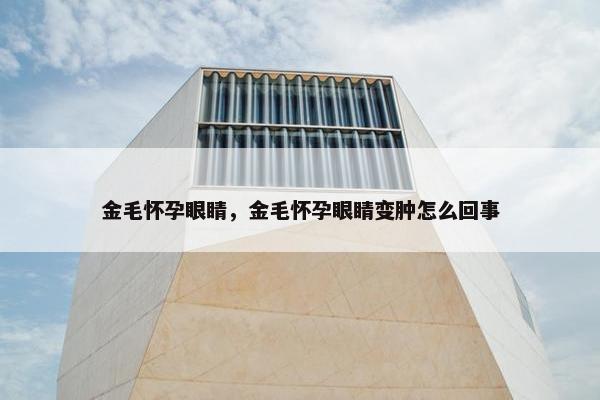 金毛怀孕眼睛，金毛怀孕眼睛变肿怎么回事