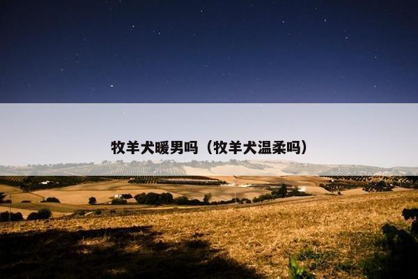 牧羊犬暖男吗（牧羊犬温柔吗）