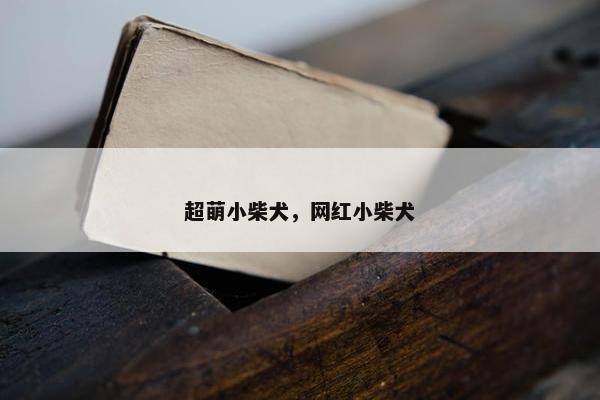 超萌小柴犬，网红小柴犬