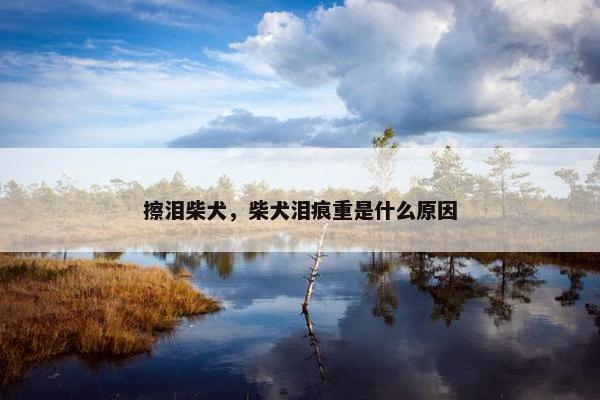 擦泪柴犬，柴犬泪痕重是什么原因