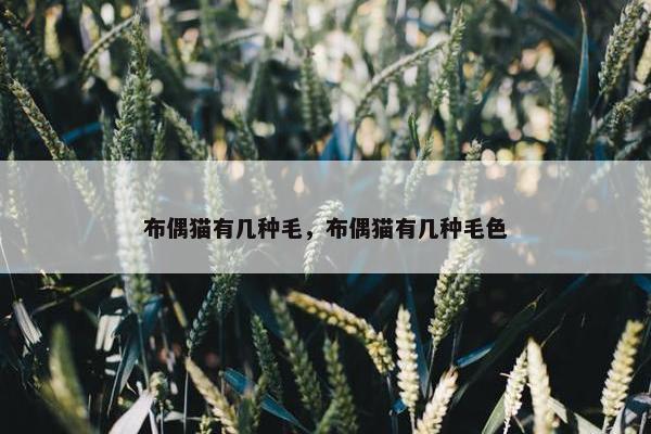 布偶猫有几种毛，布偶猫有几种毛色