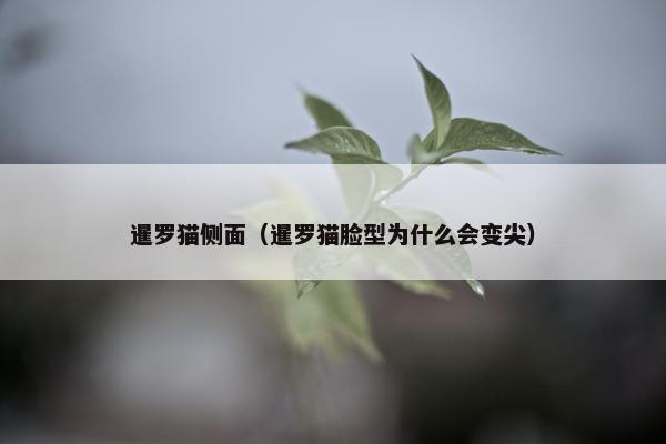 暹罗猫侧面（暹罗猫脸型为什么会变尖）