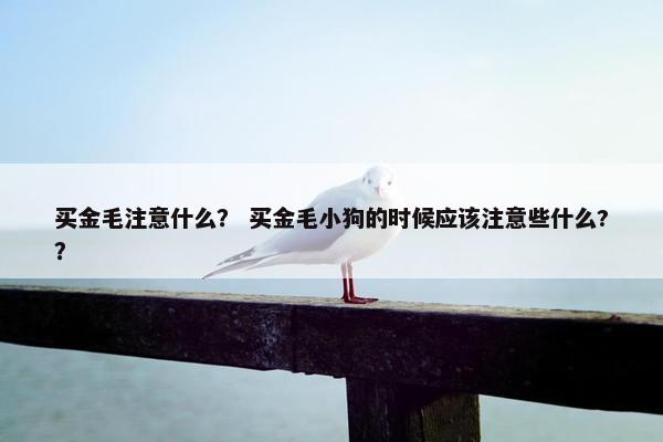 买金毛注意什么？ 买金毛小狗的时候应该注意些什么?？