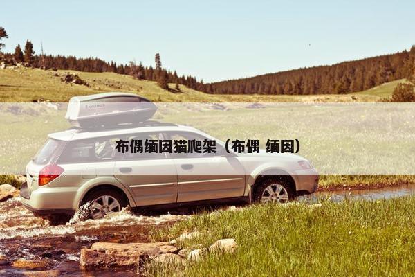 布偶缅因猫爬架（布偶 缅因）