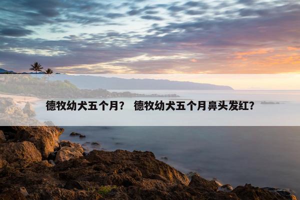 德牧幼犬五个月？ 德牧幼犬五个月鼻头发红？