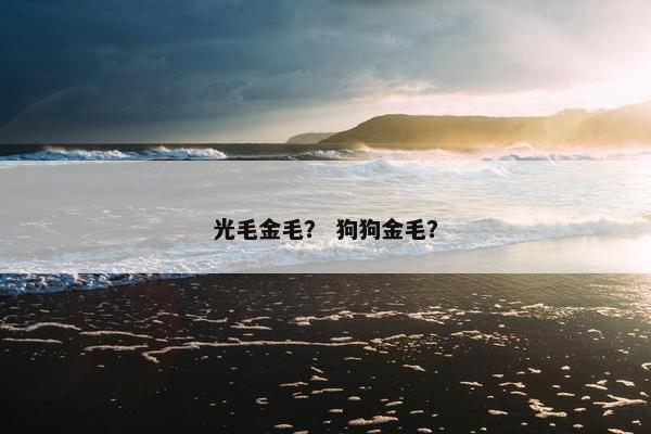 光毛金毛？ 狗狗金毛？