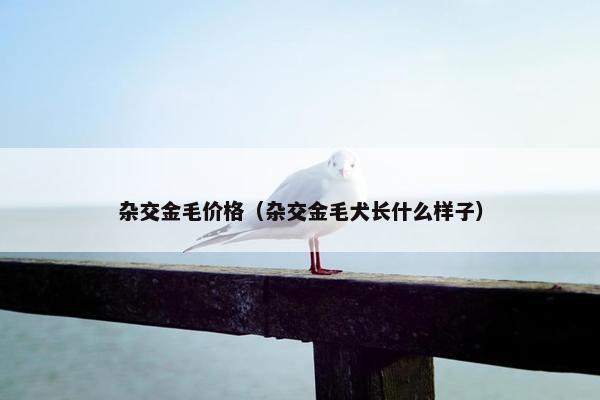 杂交金毛价格（杂交金毛犬长什么样子）