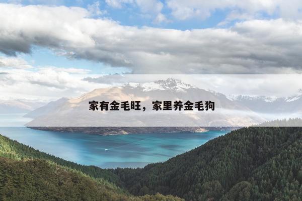 家有金毛旺，家里养金毛狗