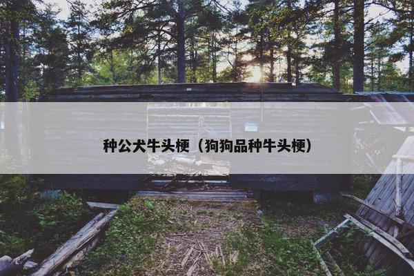 种公犬牛头梗（狗狗品种牛头梗）