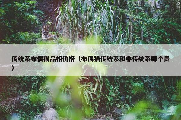 传统系布偶猫品相价格（布偶猫传统系和非传统系哪个贵）