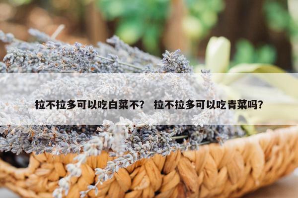 拉不拉多可以吃白菜不？ 拉不拉多可以吃青菜吗？