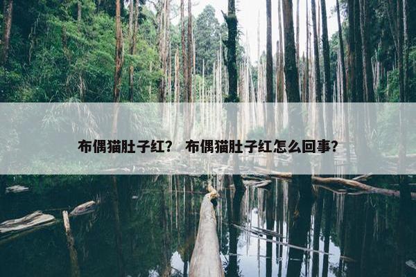 布偶猫肚子红？ 布偶猫肚子红怎么回事？