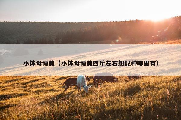 小体母博美（小体母博美四斤左右想配种哪里有）