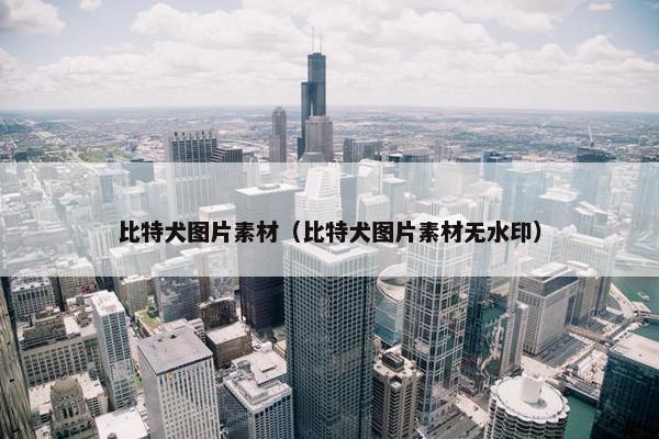 比特犬图片素材（比特犬图片素材无水印）