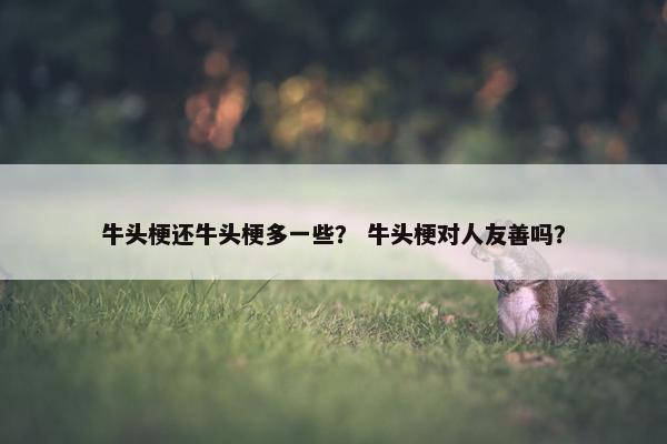 牛头梗还牛头梗多一些？ 牛头梗对人友善吗？