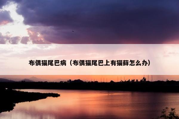 布偶猫尾巴病（布偶猫尾巴上有猫藓怎么办）