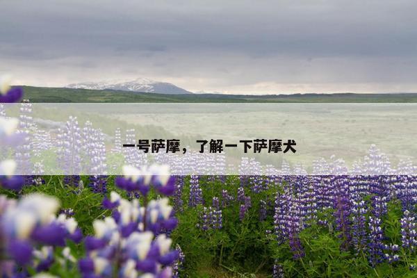 一号萨摩，了解一下萨摩犬