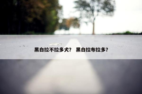 黑白拉不拉多犬？ 黑白拉布拉多？