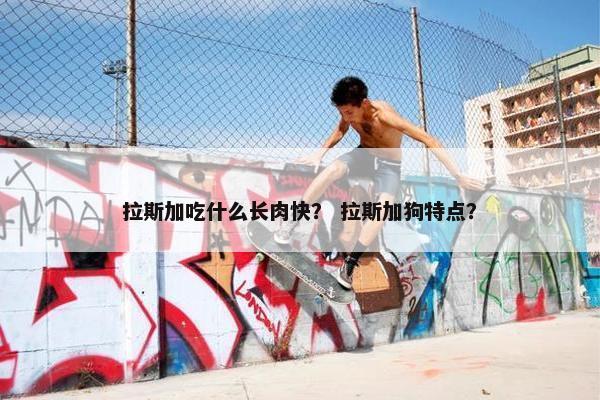 拉斯加吃什么长肉快？ 拉斯加狗特点？