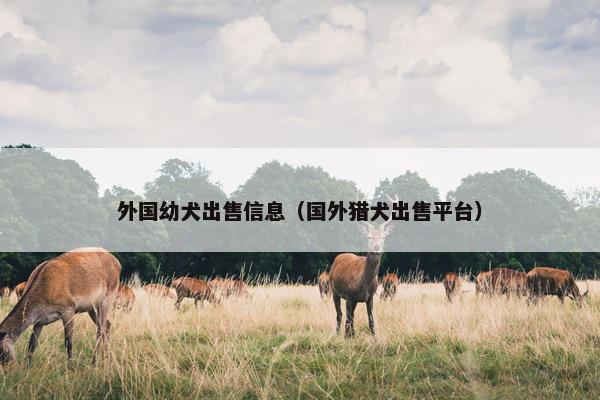 外国幼犬出售信息（国外猎犬出售平台）