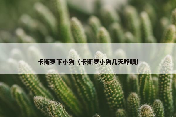 卡斯罗下小狗（卡斯罗小狗几天睁眼）