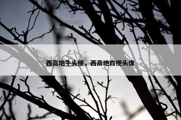 西高地牛头梗，西高地白梗头像