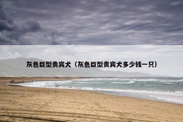 灰色巨型贵宾犬（灰色巨型贵宾犬多少钱一只）