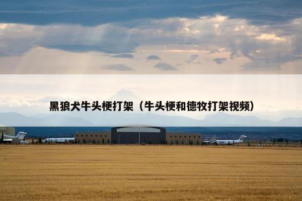 黑狼犬牛头梗打架（牛头梗和德牧打架视频）