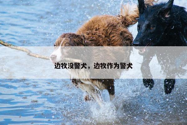 边牧没警犬，边牧作为警犬