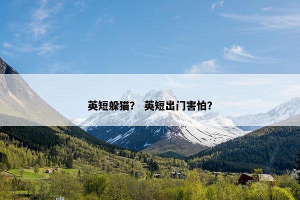 英短躲猫？ 英短出门害怕？