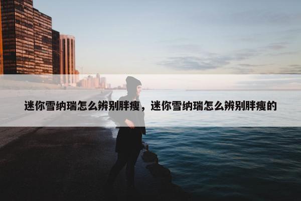 迷你雪纳瑞怎么辨别胖瘦，迷你雪纳瑞怎么辨别胖瘦的