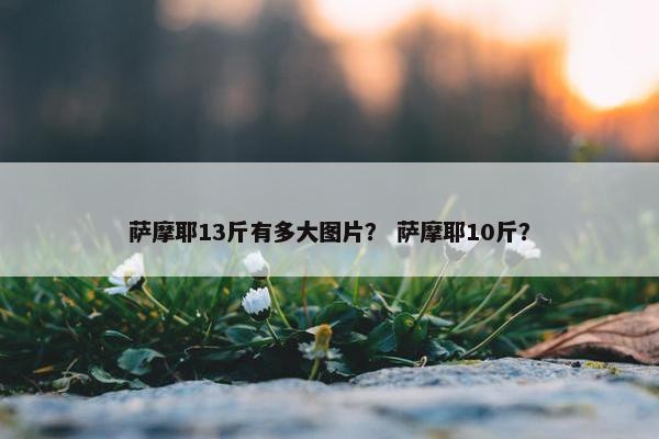 萨摩耶13斤有多大图片？ 萨摩耶10斤？
