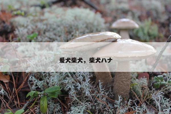 爰犬柴犬，柴犬ハナ