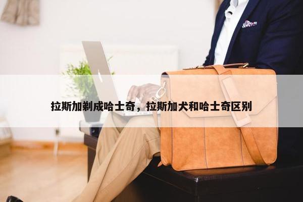 拉斯加剃成哈士奇，拉斯加犬和哈士奇区别