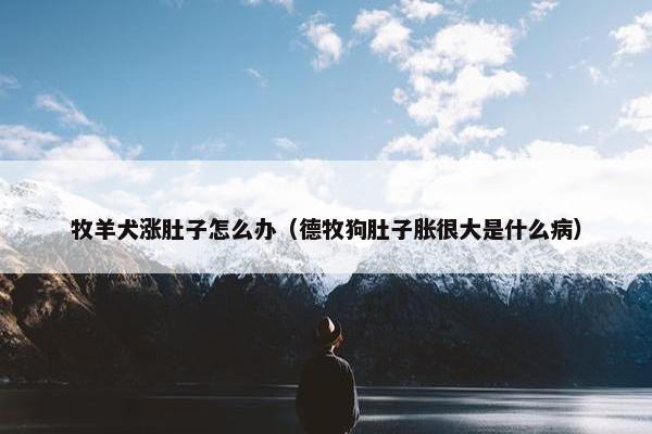 牧羊犬涨肚子怎么办（德牧狗肚子胀很大是什么病）