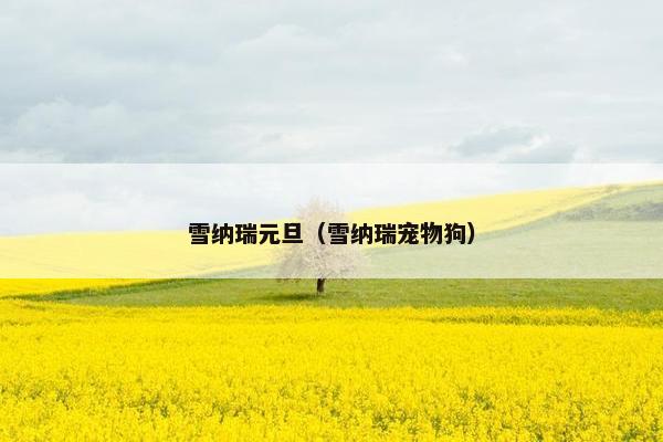 雪纳瑞元旦（雪纳瑞宠物狗）