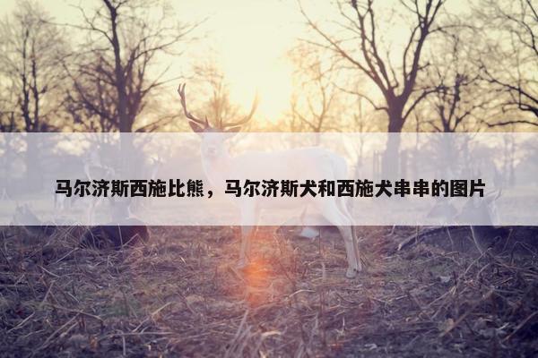 马尔济斯西施比熊，马尔济斯犬和西施犬串串的图片